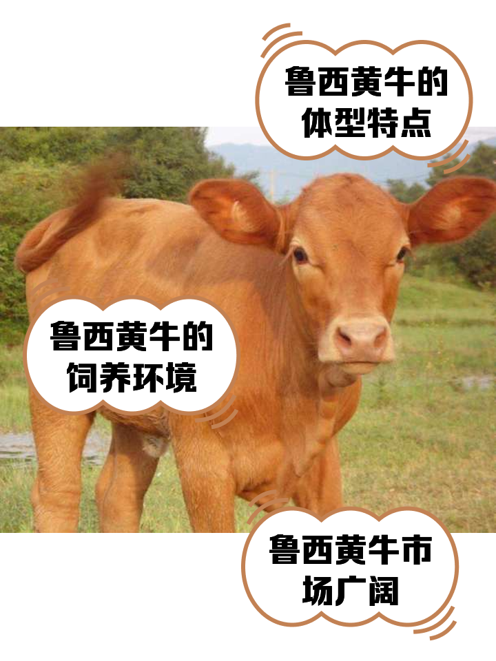 龙岩最新医保取现黄牛方法分析(最方便真实的龙岩医保取现黄牛怎么取方法)